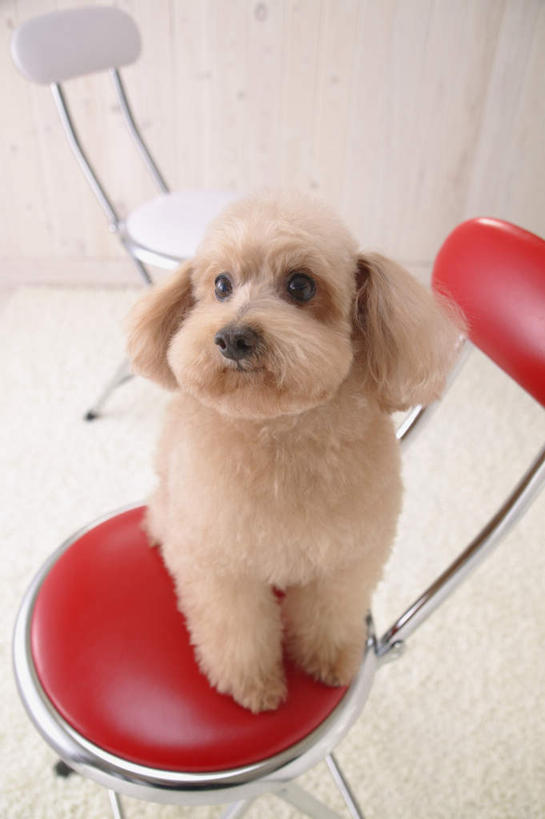 无人,家,坐,竖图,俯视,室内,白天,宠物,狗,椅子,纺织品,装饰,毛毯,毯子,房屋,墙,屋子,注视,贵宾犬,楼房,墙壁,墙面,住宅,纺织,一只,红色,白色,动物,垫子,观察,看,温暖,可爱,观看,华丽,修饰,点缀,察看,关注,贵妇犬,忠诚,玩具贵宾犬,衬托,美观,雅致,雅观,犬,坐着,彩图,高角度拍摄,全身,房子