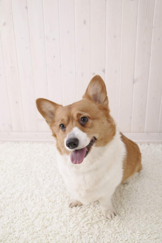 无人,坐,竖图,室内,白天,白色背景,正面,宠物,狗,纺织品,装饰,毛毯,毯子,柯基犬,威尔士柯基犬,注视,吐舌头,纺织,一只,动物,垫子,观察,看,伸舌头,温暖,吐舌,可爱,摄影,影棚,牧羊犬,观看,华丽,修饰,点缀,察看,关注,忠诚,衬托,美观,雅致,雅观,彭布罗克柯基犬,彭布罗克威尔士柯基犬,犬,坐着,彩图,全身,影棚拍摄,拍摄