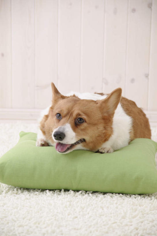 无人,竖图,室内,白天,白色背景,正面,靠垫,宠物,狗,纺织品,装饰,毛毯,毯子,靠枕,柯基犬,威尔士柯基犬,注视,纺织,一只,动物,抱枕,垫子,枕头,观察,看,趴着,张嘴,温暖,可爱,摄影,影棚,牧羊犬,观看,华丽,修饰,点缀,察看,关注,张大嘴巴,忠诚,衬托,美观,雅致,雅观,彭布罗克柯基犬,彭布罗克威尔士柯基犬,张开嘴,犬,趴,彩图,全身,影棚拍摄,拍摄