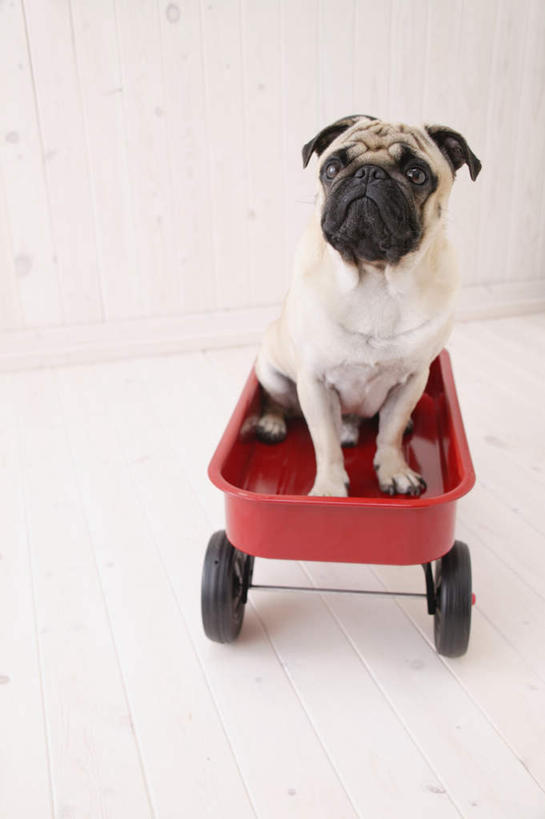 无人,坐,竖图,俯视,室内,白天,白色背景,宠物,狗,注视,车,一个,一只,红色,动物,手推车,交通工具,观察,看,可爱,摄影,哈巴狗,影棚,单个,观看,察看,关注,载具,忠诚,巴哥,巴哥犬,犬,坐着,彩图,高角度拍摄,全身,影棚拍摄,拍摄