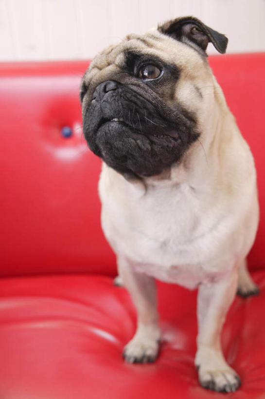 无人,站,竖图,室内,白天,白色背景,正面,沙发,宠物,狗,注视,一个,一只,红色,动物,观察,看,站着,可爱,摄影,哈巴狗,影棚,单个,观看,察看,关注,忠诚,巴哥,巴哥犬,犬,站立,彩图,全身,影棚拍摄,拍摄,皮沙发