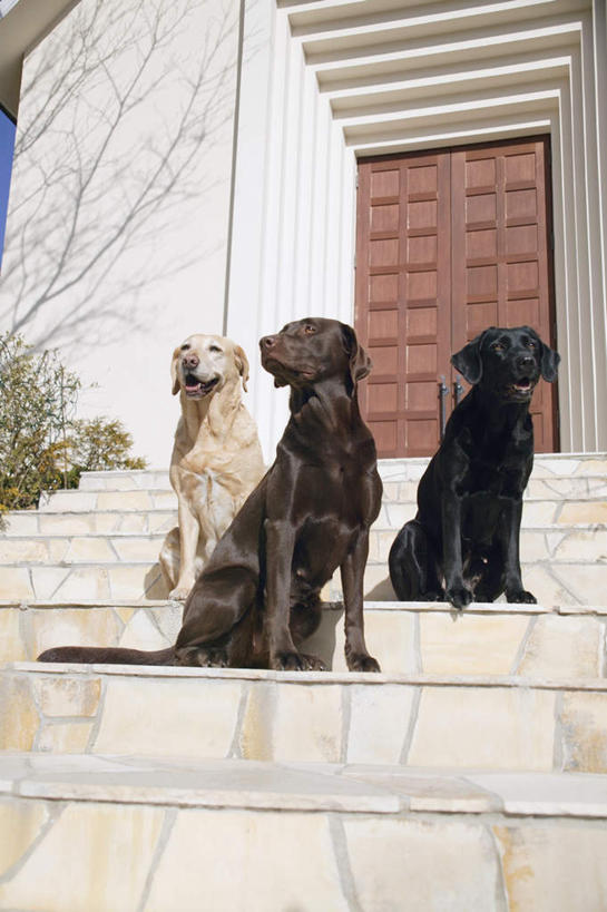 无人,家,坐,竖图,室外,白天,仰视,楼梯,门,宠物,狗,三只,房屋,阶梯,墙,屋子,拉布拉多,注视,拉布拉多猎犬,楼房,墙壁,墙面,台阶,住宅,黑色,动物,门框,观察,看,可爱,观看,察看,关注,拉布拉多犬,忠诚,犬,坐着,彩图,低角度拍摄,全身,房子