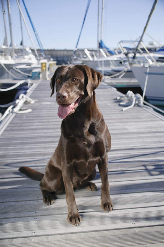 无人,码头,坐,竖图,室外,白天,正面,海浪,海洋,港口,船,宠物,狗,波纹,浪花,游艇,涟漪,拉布拉多,注视,拉布拉多猎犬,一只,黑色,倒影,水纹,海水,动物,交通工具,波浪,观察,看,张嘴,可爱,观看,察看,倒映,关注,载具,拉布拉多犬,张大嘴巴,海景,忠诚,水晕,反照,大海,风浪,海,海水的波动,近岸浪,涌浪,张开嘴,犬,坐着,彩图,全身,摆渡口,埠头,渡口,渡头,港湾,海港,货运码头,口岸,商港