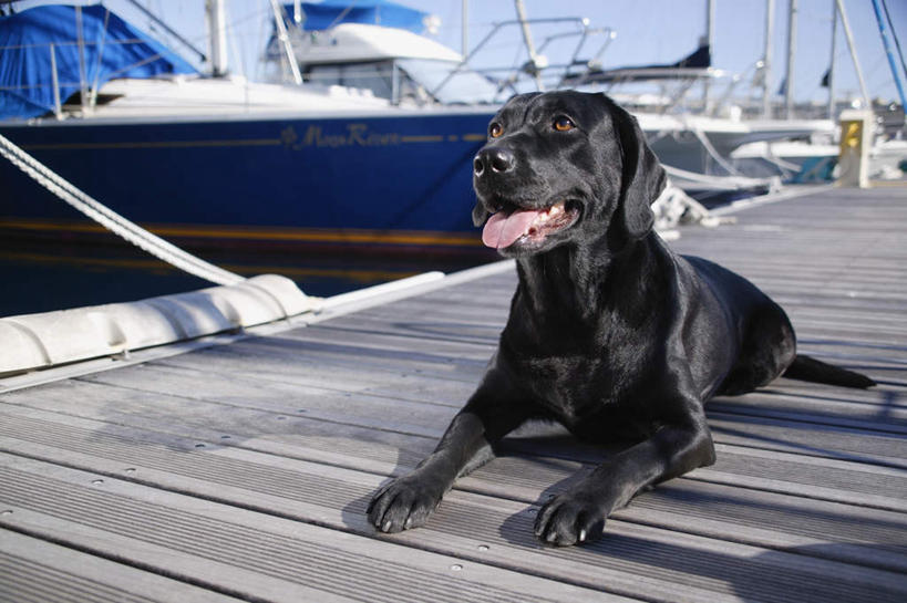 无人,码头,横图,室外,白天,正面,海浪,海洋,港口,船,宠物,狗,波纹,浪花,游艇,涟漪,拉布拉多,注视,拉布拉多猎犬,一只,黑色,倒影,水纹,海水,动物,交通工具,波浪,观察,看,趴着,张嘴,可爱,观看,察看,倒映,关注,载具,拉布拉多犬,张大嘴巴,海景,忠诚,水晕,反照,大海,风浪,海,海水的波动,近岸浪,涌浪,张开嘴,犬,趴,彩图,全身,摆渡口,埠头,渡口,渡头,港湾,海港,货运码头,口岸,商港