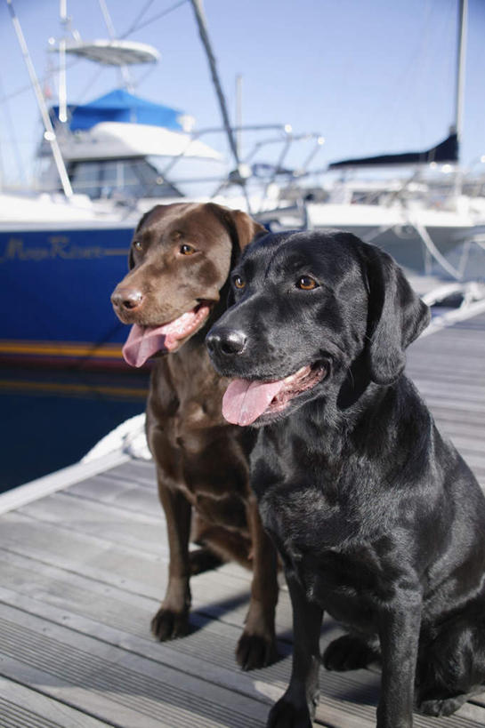 无人,码头,坐,竖图,室外,白天,正面,海浪,海洋,港口,船,宠物,狗,一排,波纹,整齐,浪花,游艇,涟漪,拉布拉多,注视,拉布拉多猎犬,吐舌头,排列,黑色,倒影,水纹,海水,动物,交通工具,波浪,观察,看,伸舌头,张嘴,两只,吐舌,可爱,观看,察看,倒映,队列,关注,载具,拉布拉多犬,张大嘴巴,海景,忠诚,水晕,反照,大海,风浪,海,海水的波动,近岸浪,涌浪,张开嘴,犬,坐着,半身,彩图,摆渡口,埠头,渡口,渡头,港湾,海港,货运码头,口岸,商港