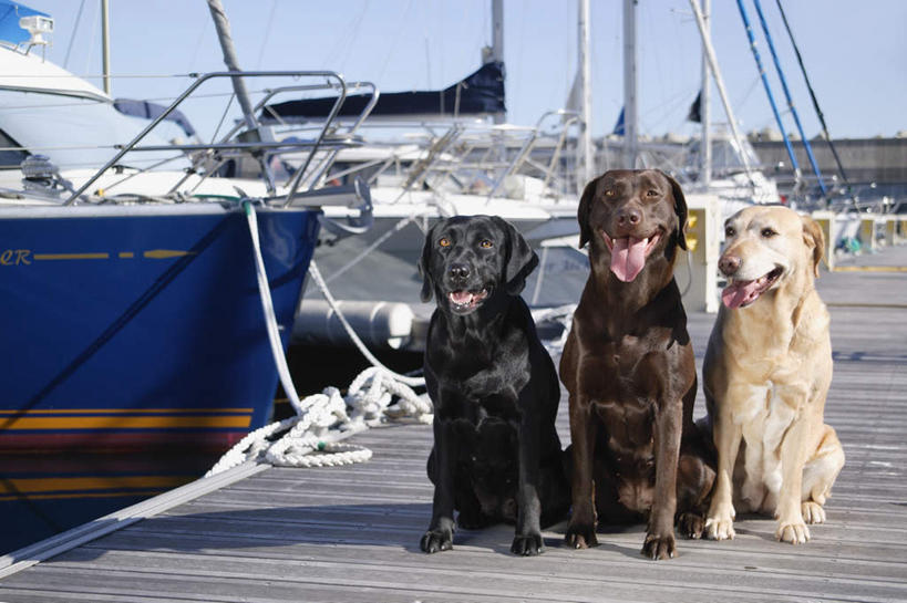 无人,码头,坐,横图,室外,白天,正面,海浪,海洋,港口,船,宠物,狗,三只,一排,波纹,整齐,浪花,游艇,涟漪,拉布拉多,注视,拉布拉多猎犬,吐舌头,排列,白色,黑色,倒影,水纹,海水,动物,交通工具,波浪,观察,看,伸舌头,张嘴,吐舌,可爱,观看,察看,倒映,队列,关注,载具,拉布拉多犬,张大嘴巴,海景,忠诚,水晕,反照,大海,风浪,海,海水的波动,近岸浪,涌浪,张开嘴,犬,坐着,彩图,全身,摆渡口,埠头,渡口,渡头,港湾,海港,货运码头,口岸,商港