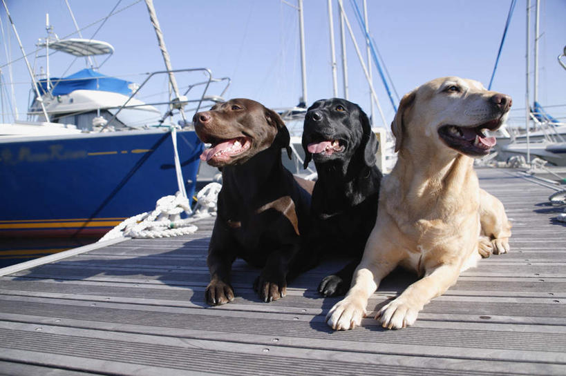 无人,码头,横图,室外,白天,正面,海浪,海洋,港口,船,宠物,狗,三只,一排,波纹,整齐,浪花,游艇,涟漪,拉布拉多,扭头,注视,拉布拉多猎犬,吐舌头,排列,白色,黑色,倒影,水纹,海水,动物,交通工具,波浪,观察,看,趴着,伸舌头,张嘴,转头,吐舌,可爱,观看,察看,倒映,队列,关注,载具,拉布拉多犬,张大嘴巴,海景,忠诚,水晕,反照,大海,风浪,海,海水的波动,近岸浪,涌浪,张开嘴,犬,趴,彩图,全身,摆渡口,埠头,渡口,渡头,港湾,海港,货运码头,口岸,商港