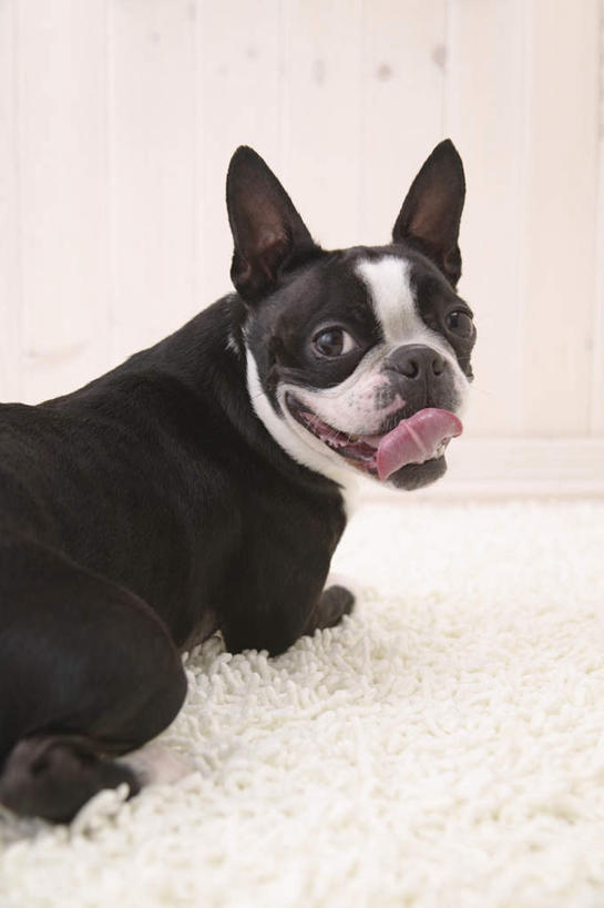 站,竖图,室内,白天,白色背景,侧面,宠物,狗,纺织品,装饰,毛毯,毯子,梗犬,扭头,注视,波士顿犬,纺织,一只,白色,动物,垫子,观察,看,站着,转头,温暖,可爱,摄影,影棚,观看,华丽,修饰,点缀,察看,关注,波士顿狗,忠诚,衬托,美观,雅致,雅观,波士顿更,波士顿梗,波士顿梗犬,犬,站立,半身,彩图,影棚拍摄,拍摄