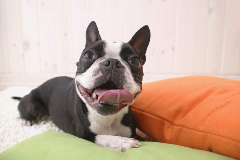 无人,横图,室内,白天,白色背景,正面,靠垫,宠物,狗,纺织品,装饰,毛毯,毯子,靠枕,梗犬,注视,波士顿犬,吐舌头,纺织,一只,绿色,白色,动物,垫子,枕头,观察,看,趴着,伸舌头,温暖,橙色,吐舌,可爱,摄影,影棚,观看,华丽,修饰,点缀,察看,关注,波士顿狗,忠诚,衬托,美观,雅致,雅观,波士顿更,波士顿梗,波士顿梗犬,犬,趴,彩图,全身,影棚拍摄,拍摄