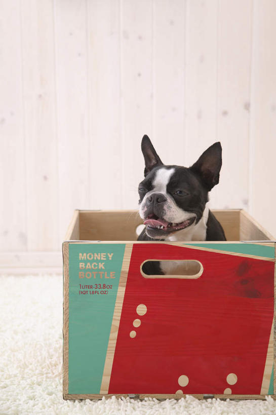 无人,站,竖图,室内,白天,白色背景,正面,宠物,狗,包装,纸箱,梗犬,注视,波士顿犬,一只,红色,动物,容器,箱子,观察,看,站着,可爱,摄影,影棚,观看,察看,关注,纸板箱,波士顿狗,忠诚,包装箱,波士顿更,波士顿梗,波士顿梗犬,犬,站立,彩图,全身,影棚拍摄,拍摄