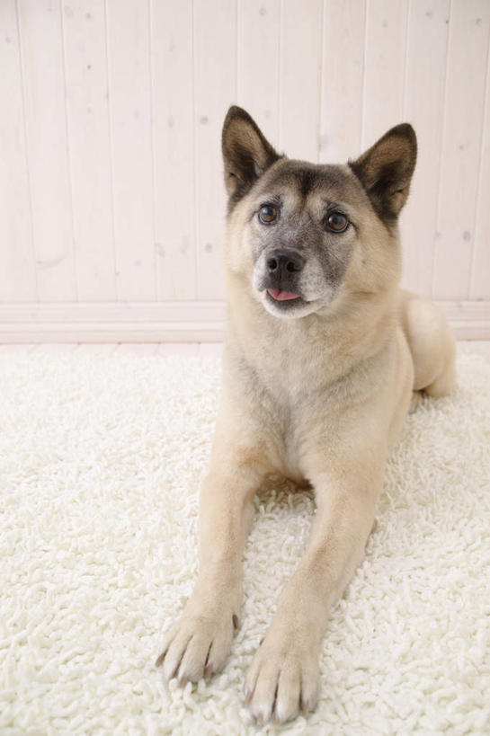 无人,竖图,俯视,室内,白天,白色背景,宠物,狗,注视,一只,灰色,动物,观察,看,趴着,可爱,摄影,影棚,观看,察看,关注,忠诚,犬,趴,彩图,高角度拍摄,全身,影棚拍摄,拍摄