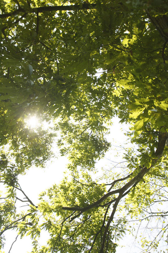 无人,竖图,室外,白天,仰视,植物,叶子,阴影,光线,影子,云,云朵,绿叶,枝条,云彩,树,树木,树枝,蓝色,绿色,白云,蓝天,天空,阳光,自然,天,嫩叶,生长,晴朗,成长,虬枝,枝杈,叶,叶片,晴空,彩图,低角度拍摄