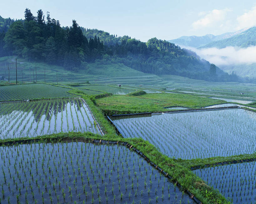 无人,农田,横图,俯视,室外,白天,旅游,度假,农业,庄稼,农作物,草地,草坪,美景,山,山脉,植物,雾,长野县,日本,亚洲,阴影,朦胧,模糊,光线,影子,稻田,景观,山峰,云,云朵,山峦,云彩,娱乐,草,树,树木,蓝色,绿色,白云,蓝天,天空,阳光,自然,群山,天,享受,休闲,景色,放松,生长,晴朗,成长,迷雾,自然风光,东亚,本州,本州岛,日本国,中部地方,长野,大雾,晴空,彩图,高角度拍摄,耕地,庄稼田