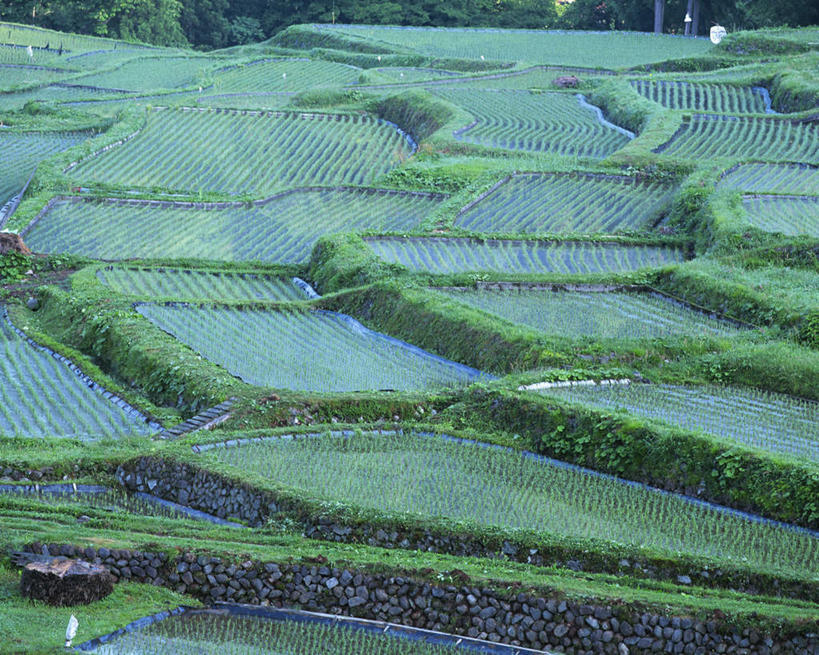 无人,农田,横图,俯视,室外,白天,旅游,度假,农业,庄稼,农作物,草地,草坪,美景,山,山脉,植物,长野县,日本,亚洲,阴影,光线,影子,稻田,景观,山峰,云,云朵,山峦,云彩,娱乐,草,树,树木,蓝色,绿色,白云,蓝天,天空,阳光,自然,群山,天,享受,休闲,景色,放松,生长,晴朗,成长,自然风光,东亚,本州,本州岛,日本国,中部地方,长野,晴空,彩图,高角度拍摄,耕地,庄稼田