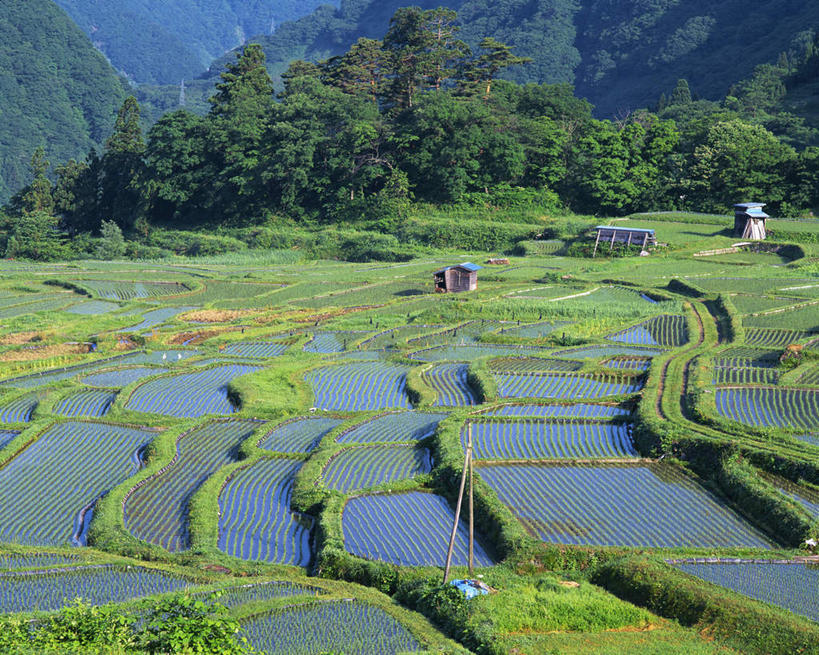 无人,农田,横图,俯视,室外,白天,旅游,度假,农业,庄稼,农作物,草地,草坪,美景,山,山脉,植物,长野县,日本,亚洲,阴影,光线,影子,稻田,景观,山峰,云,云朵,山峦,云彩,娱乐,草,树,树木,蓝色,绿色,白云,蓝天,天空,阳光,自然,群山,天,享受,休闲,景色,放松,生长,晴朗,成长,自然风光,东亚,本州,本州岛,日本国,中部地方,长野,晴空,彩图,高角度拍摄,耕地,庄稼田