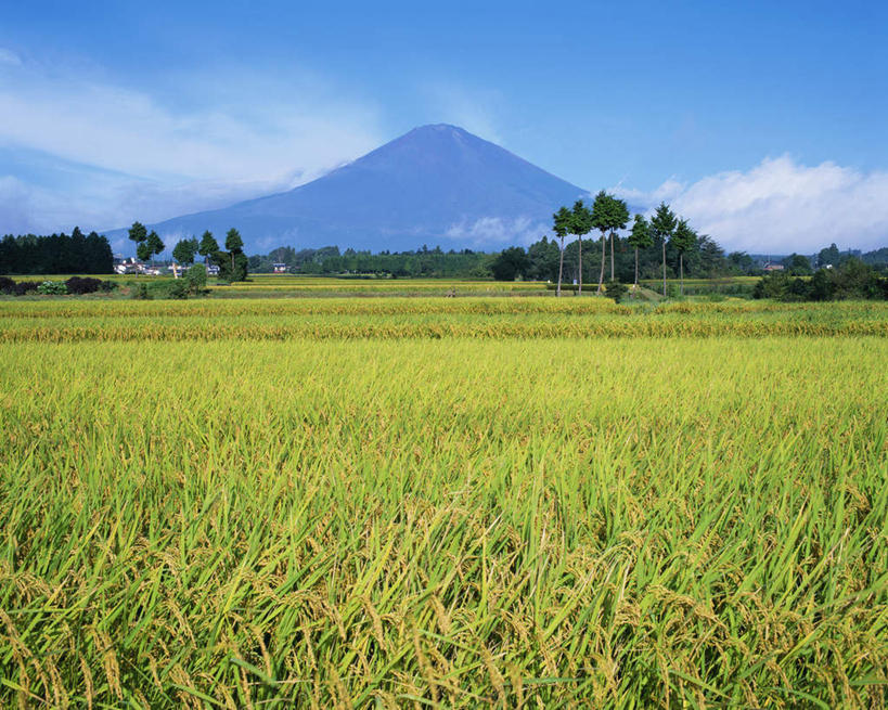无人,农田,横图,室外,白天,正面,旅游,度假,农业,庄稼,农作物,草地,草坪,火山,河流,美景,山,山脉,水,植物,富士山,静冈县,日本,亚洲,阴影,波纹,光线,影子,稻田,河水,景观,山峰,水流,云,云朵,涟漪,云彩,娱乐,草,树,树木,蓝色,绿色,白云,倒影,蓝天,水纹,天空,阳光,自然,波浪,群山,天,享受,休闲,景色,放松,生长,晴朗,成长,倒映,自然风光,东亚,本州,本州岛,日本国,中部地方,静冈,山梨,山梨县,水晕,反照,活火山,死火山,休眠火山,晴空,彩图,耕地,庄稼田