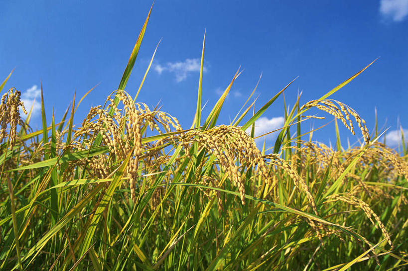 无人,农田,横图,室外,特写,白天,仰视,农业,庄稼,农作物,小麦,阴影,光线,影子,稻田,云,云朵,谷物,云彩,蓝色,白云,蓝天,天空,阳光,天,麦子,晴朗,晴空,彩图,低角度拍摄,耕地,庄稼田