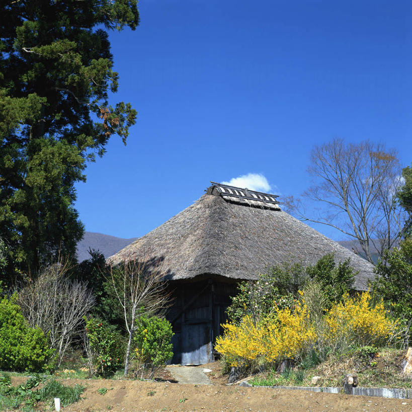 无人,家,方图,室外,白天,仰视,植物,日本,亚洲,阴影,光线,影子,房屋,屋顶,屋子,草屋,顶棚,住宅,树,树木,蓝色,绿色,蓝天,天空,阳光,自然,茅草屋,天,生长,晴朗,成长,东亚,万里无云,日本国,晴空,晴空万里,彩图,低角度拍摄,房子,茅舍,茅屋,小屋