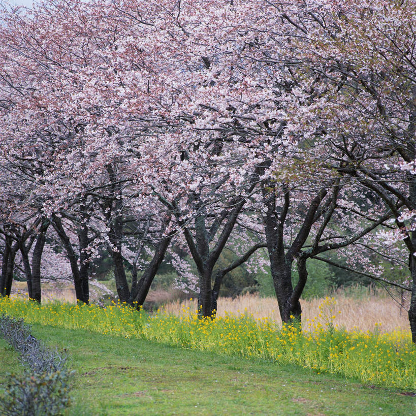 无人,方图,室外,白天,正面,旅游,度假,幸福,纯洁,草地,草坪,美景,植物,樱花,静冈县,日本,亚洲,一排,许多,阴影,整齐,光线,影子,景观,很多,娱乐,草,树,树木,排列,绿色,阳光,自然,享受,休闲,景色,放松,生长,成长,等待,生命,队列,自然风光,东亚,本州,本州岛,日本国,中部地方,静冈,仙樱花,福岛樱,青肤樱,高尚,热烈,荆桃,彩图
