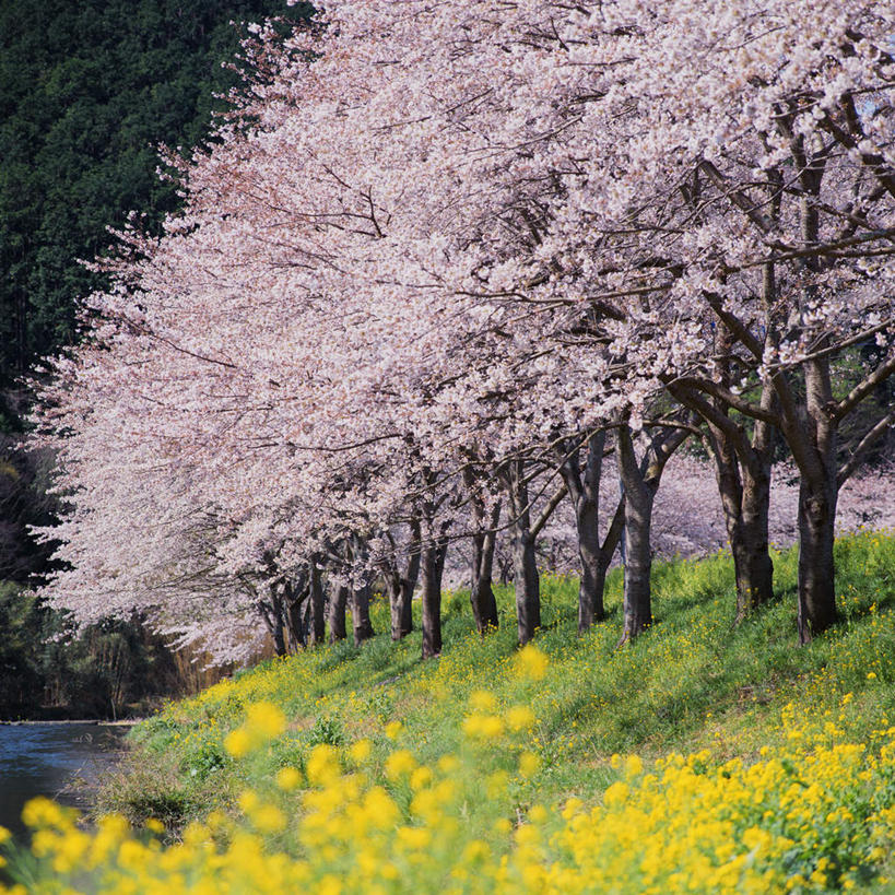 无人,方图,室外,白天,正面,旅游,度假,幸福,纯洁,草地,草坪,美景,植物,樱花,静冈县,日本,亚洲,一排,许多,阴影,整齐,光线,影子,景观,很多,娱乐,草,树,树木,排列,黄色,绿色,阳光,自然,油菜花,享受,休闲,景色,放松,生长,成长,等待,生命,队列,自然风光,东亚,本州,本州岛,日本国,中部地方,静冈,仙樱花,福岛樱,青肤樱,高尚,热烈,荆桃,彩图,芸苔,芸薹