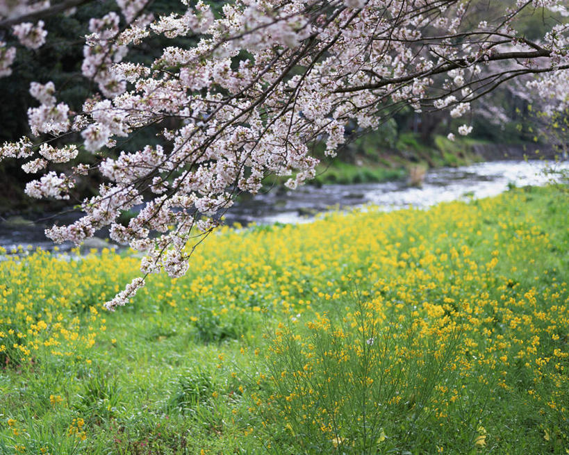 无人,横图,室外,白天,正面,旅游,度假,幸福,纯洁,草地,草坪,美景,植物,樱花,静冈县,日本,亚洲,许多,阴影,光线,影子,景观,很多,娱乐,草,树,树木,黄色,绿色,阳光,自然,油菜花,享受,休闲,景色,放松,生长,成长,等待,生命,自然风光,东亚,本州,本州岛,日本国,中部地方,静冈,仙樱花,福岛樱,青肤樱,高尚,热烈,荆桃,彩图,芸苔,芸薹
