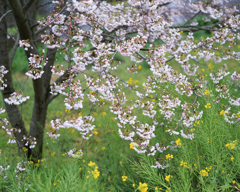 无人,横图,俯视,室外,白天,旅游,度假,幸福,纯洁,草地,草坪,美景,植物,樱花,静冈县,日本,亚洲,许多,阴影,光线,影子,景观,很多,娱乐,草,树,树木,黄色,绿色,阳光,自然,油菜花,享受,休闲,景色,放松,生长,成长,等待,生命,自然风光,东亚,本州,本州岛,日本国,中部地方,静冈,仙樱花,福岛樱,青肤樱,高尚,热烈,荆桃,彩图,高角度拍摄,芸苔,芸薹