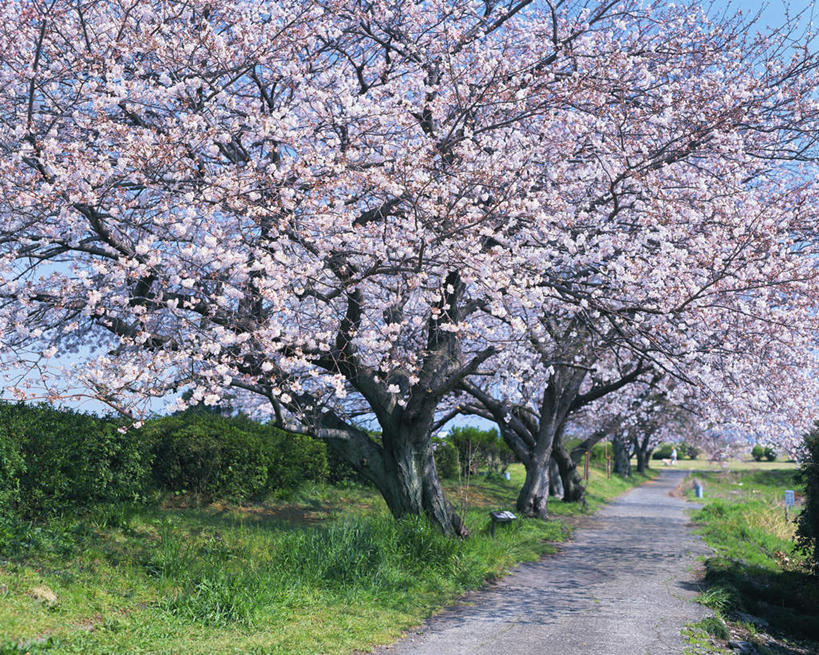 无人,横图,室外,白天,正面,旅游,度假,幸福,纯洁,草地,草坪,美景,植物,樱花,静冈县,日本,亚洲,一排,许多,阴影,整齐,光线,影子,景观,很多,娱乐,草,树,树木,排列,绿色,阳光,自然,享受,休闲,景色,放松,生长,成长,等待,生命,队列,自然风光,东亚,本州,本州岛,日本国,中部地方,静冈,仙樱花,福岛樱,青肤樱,高尚,热烈,荆桃,彩图