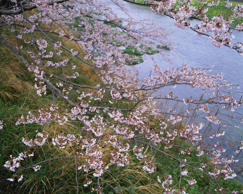 无人,横图,俯视,室外,白天,旅游,度假,幸福,纯洁,草地,草坪,河流,美景,水,植物,樱花,静冈县,日本,亚洲,阴影,波纹,光线,影子,河水,景观,水流,涟漪,娱乐,草,树,树木,粉色,绿色,倒影,水纹,阳光,自然,波浪,享受,休闲,景色,放松,生长,成长,等待,倒映,生命,自然风光,东亚,本州,本州岛,日本国,中部地方,静冈,水晕,仙樱花,福岛樱,青肤樱,高尚,热烈,反照,荆桃,彩图,高角度拍摄