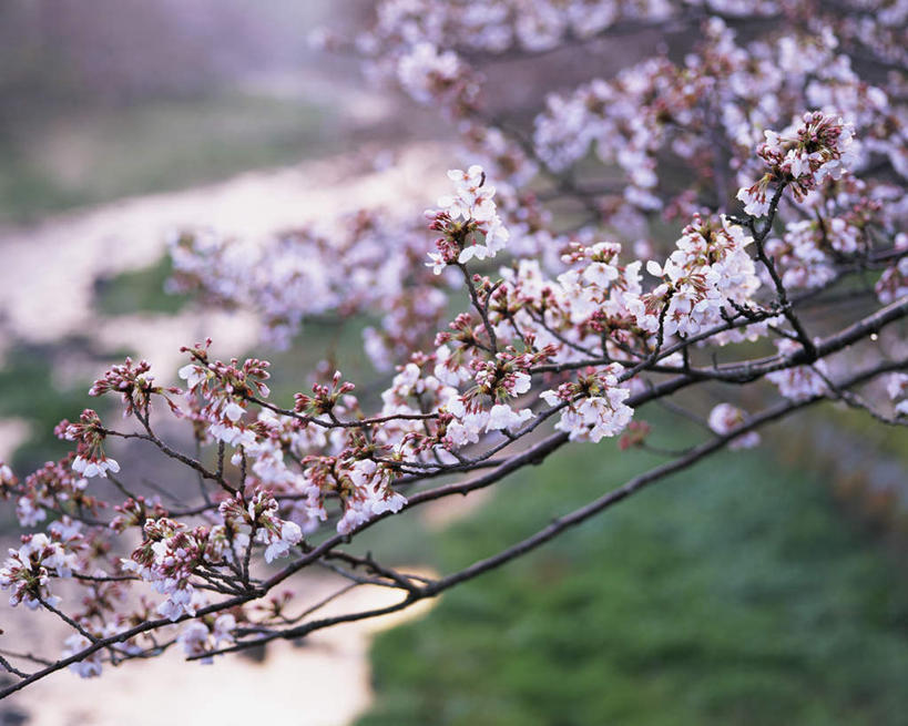 无人,横图,室外,特写,白天,正面,旅游,度假,幸福,纯洁,草地,草坪,河流,美景,水,植物,樱花,静冈县,日本,亚洲,阴影,波纹,朦胧,模糊,光线,影子,河水,景观,水流,涟漪,娱乐,草,树,树木,粉色,绿色,倒影,水纹,阳光,自然,波浪,享受,休闲,景色,放松,生长,成长,等待,倒映,生命,自然风光,东亚,本州,本州岛,日本国,中部地方,静冈,水晕,仙樱花,福岛樱,青肤樱,高尚,热烈,反照,荆桃,彩图