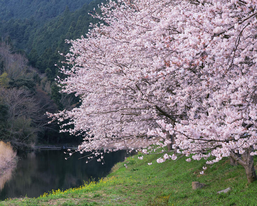 无人,横图,室外,白天,正面,旅游,度假,幸福,纯洁,草地,草坪,美景,植物,樱花,静冈县,日本,亚洲,阴影,光线,影子,景观,娱乐,草,树,树木,粉色,绿色,阳光,自然,享受,休闲,景色,放松,生长,成长,等待,生命,自然风光,东亚,本州,本州岛,日本国,中部地方,静冈,仙樱花,福岛樱,青肤樱,高尚,热烈,荆桃,彩图