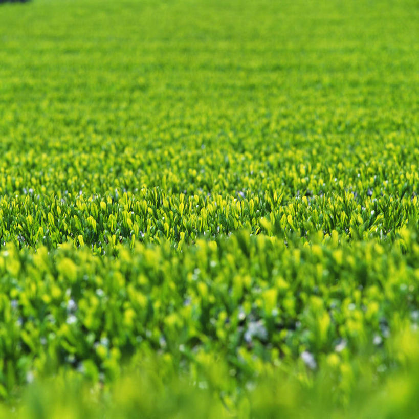 无人,农田,方图,俯视,室外,白天,仰视,旅游,度假,幸福,庄稼,农作物,美景,茶,叶子,静冈县,日本,亚洲,景观,茶叶,绿叶,娱乐,绿色,自然,享受,休闲,温馨,嫩叶,景色,放松,乐趣,提神,舒适,自然风光,醒脑,东亚,本州,本州岛,日本国,中部地方,静冈,叶,叶片,彩图,低角度拍摄,高角度拍摄,耕地,庄稼田