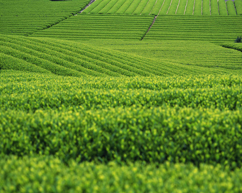无人,农田,横图,俯视,室外,白天,仰视,旅游,度假,幸福,庄稼,农作物,美景,茶,叶子,静冈县,日本,亚洲,景观,茶叶,绿叶,娱乐,绿色,自然,享受,休闲,温馨,嫩叶,景色,放松,乐趣,提神,舒适,自然风光,醒脑,东亚,本州,本州岛,日本国,中部地方,静冈,叶,叶片,彩图,低角度拍摄,高角度拍摄,耕地,庄稼田