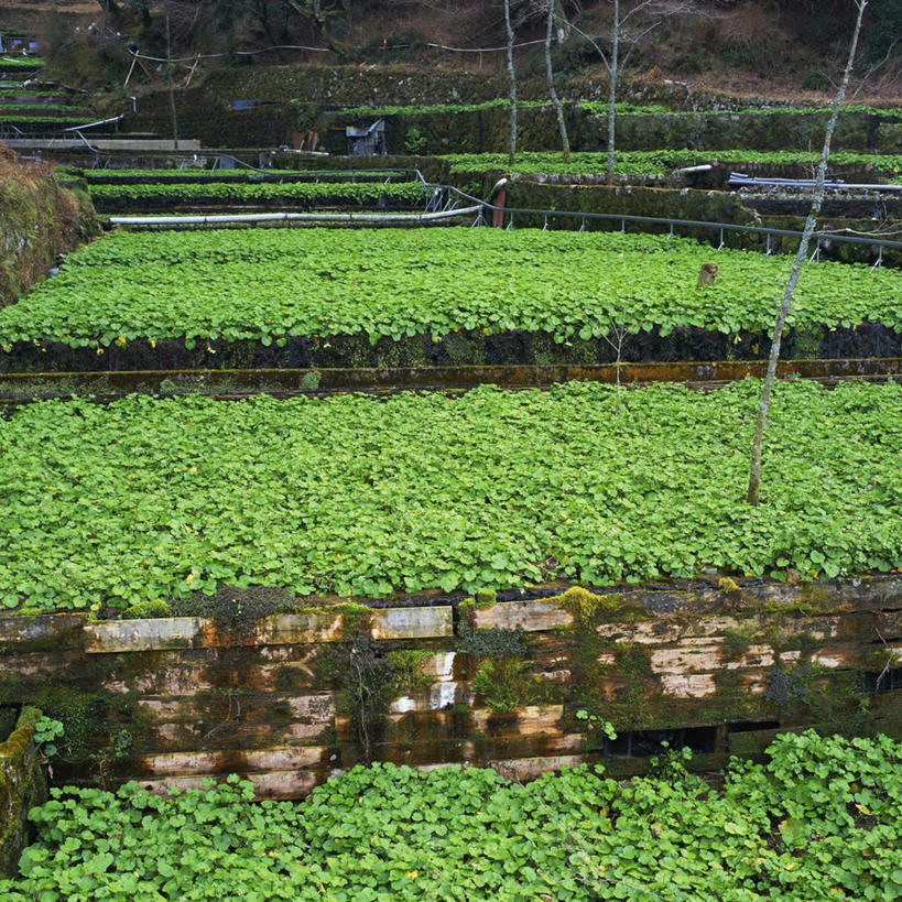 无人,农田,方图,俯视,室外,白天,仰视,旅游,度假,幸福,庄稼,农作物,美景,茶,叶子,静冈县,日本,亚洲,景观,茶叶,绿叶,娱乐,绿色,自然,享受,休闲,温馨,嫩叶,景色,放松,乐趣,提神,舒适,自然风光,醒脑,东亚,本州,本州岛,日本国,中部地方,静冈,叶,叶片,彩图,低角度拍摄,高角度拍摄,耕地,庄稼田