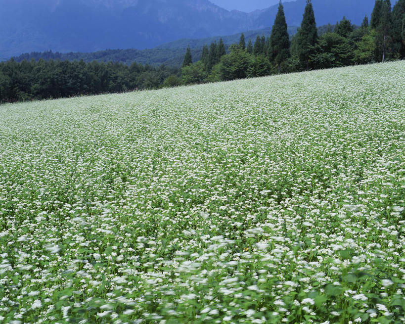 无人,横图,室外,白天,正面,旅游,度假,美景,山,山脉,树林,植物,长野县,日本,亚洲,阴影,盛开,光线,影子,景观,山峰,山峦,荞麦,花蕾,娱乐,花,花瓣,花朵,鲜花,树,树木,绿色,阳光,自然,群山,花苞,花蕊,享受,休闲,景色,放松,生长,成长,自然风光,东亚,本州,本州岛,日本国,中部地方,长野,彩图