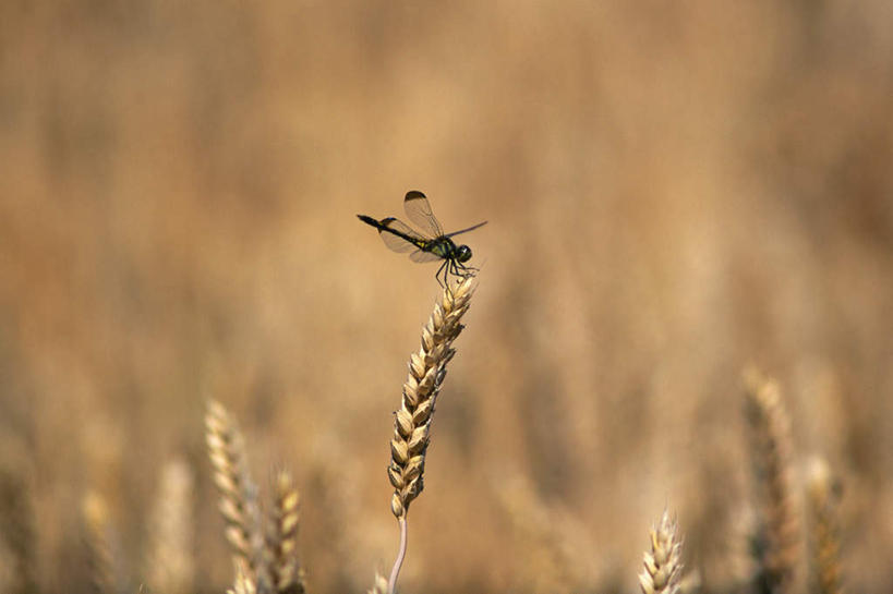 无人,站,横图,室外,特写,白天,侧面,农作物,小麦,阴影,朦胧,模糊,光线,蜻蜓,昆虫,影子,谷物,褐色,注视,一只,阳光,动物,观察,看,站着,麦子,观看,察看,关注,益虫,站立,彩图,全身
