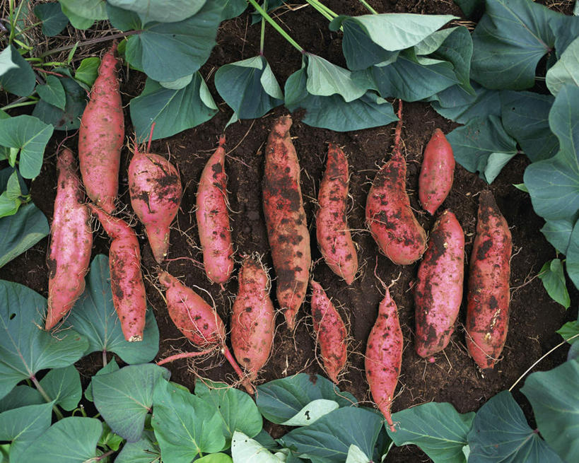 无人,横图,俯视,室外,白天,红薯,蔬菜,叶子,许多,阴影,新鲜,光线,影子,食品,绿叶,很多,食物,阳光,嫩叶,有机食品,绿色食品,叶,叶片,山芋,甘薯,番薯,地瓜,彩图,高角度拍摄