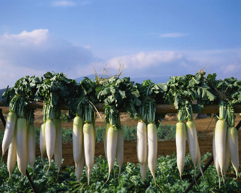 无人,农田,横图,室外,白天,正面,庄稼,农作物,萝卜,白萝卜,日本,亚洲,一排,许多,阴影,整齐,光线,影子,云,云朵,很多,云彩,排列,蓝色,白色,白云,蓝天,天空,阳光,天,晴朗,队列,东亚,日本国,晴空,莱菔,彩图,耕地,庄稼田