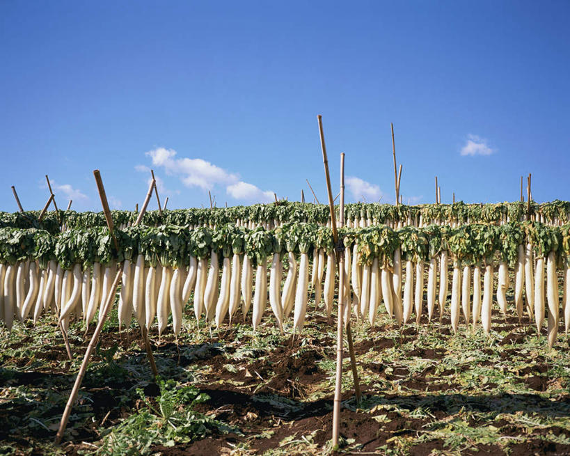 无人,农田,横图,室外,白天,正面,庄稼,农作物,萝卜,白萝卜,日本,亚洲,一排,许多,阴影,整齐,光线,影子,云,云朵,很多,云彩,排列,蓝色,白色,白云,蓝天,天空,阳光,天,晴朗,队列,东亚,日本国,晴空,莱菔,彩图,耕地,庄稼田