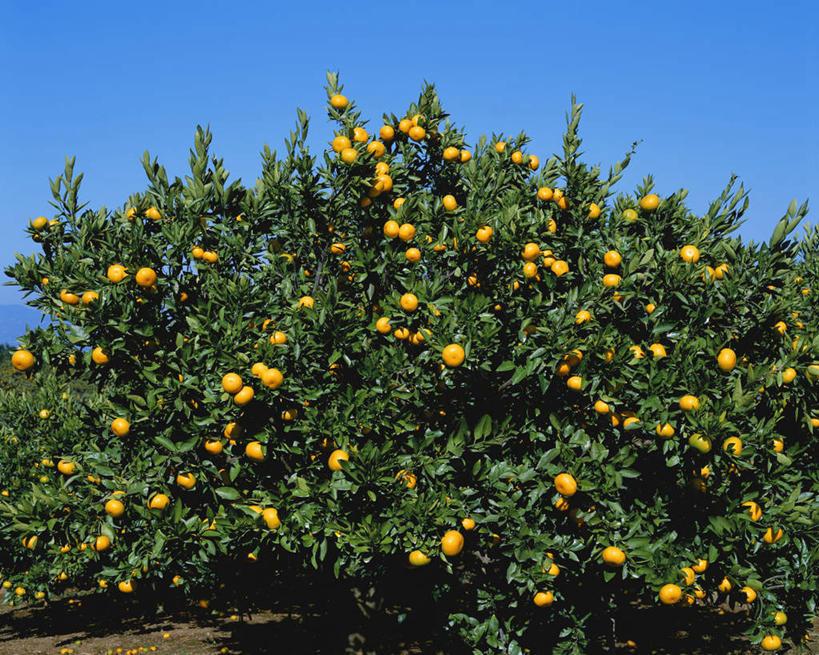 无人,横图,室外,特写,白天,仰视,植物,柑橘,水果,日本,亚洲,许多,阴影,新鲜,光线,影子,生食,食品,果实,果树,很多,树,树木,食物,黄色,蓝色,绿色,蓝天,天空,阳光,自然,天,有机食品,绿色食品,生长,晴朗,成长,东亚,万里无云,日本国,晴空,晴空万里,橘子,桔子,橙子,橙,彩图,低角度拍摄