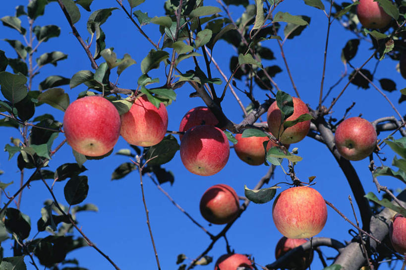 无人,横图,室外,白天,仰视,植物,苹果,水果,许多,阴影,新鲜,光线,影子,生食,食品,果实,果树,很多,树,树木,食物,蓝色,绿色,蓝天,天空,阳光,自然,天,有机食品,绿色食品,生长,晴朗,成长,万里无云,晴空,晴空万里,彩图,低角度拍摄