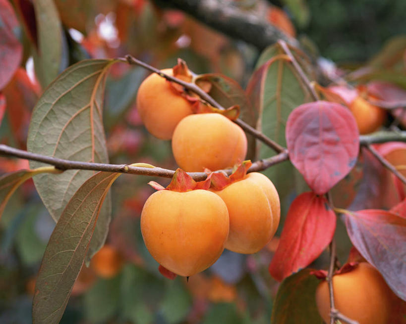 无人,横图,室外,特写,白天,正面,植物,柿子,水果,许多,阴影,新鲜,光线,影子,生食,食品,果实,果树,很多,树,树木,食物,绿色,阳光,自然,橙色,有机食品,绿色食品,生长,成长,彩图