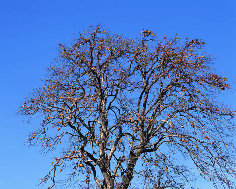 无人,横图,室外,特写,白天,仰视,植物,柿子,水果,阴影,新鲜,光线,影子,生食,食品,果实,果树,树,树木,食物,蓝色,绿色,蓝天,天空,阳光,自然,天,有机食品,绿色食品,生长,晴朗,成长,万里无云,晴空,晴空万里,彩图,低角度拍摄