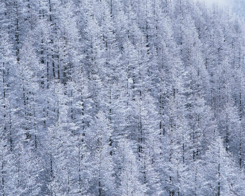 无人,横图,室外,白天,正面,旅游,度假,美景,树林,雪,植物,大雪,长野县,日本,亚洲,覆盖,阴影,光线,影子,积雪,景观,雪景,冬季,冬天,娱乐,树,树木,绿色,阳光,自然,享受,休闲,景色,放松,寒冷,生长,成长,自然风光,东亚,遮盖,本州,本州岛,日本国,中部地方,长野,严寒,笼罩,笼盖,彩图
