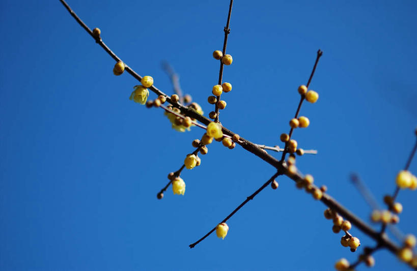 无人,横图,室外,特写,白天,仰视,植物,阴影,盛开,光线,影子,枝条,花蕾,花,花瓣,花朵,鲜花,树,树木,树枝,蓝色,蓝天,天空,阳光,天,花苞,花蕊,晴朗,万里无云,虬枝,枝杈,晴空,晴空万里,彩图,低角度拍摄