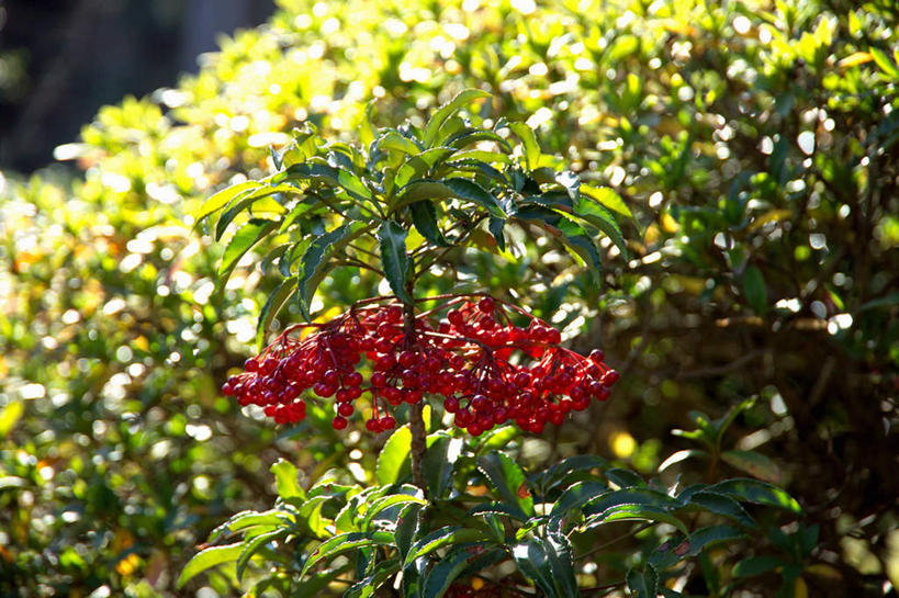 无人,横图,室外,特写,白天,正面,叶子,阴影,盛开,光线,影子,绿叶,花蕾,花,花瓣,花朵,鲜花,红色,阳光,花苞,花蕊,嫩叶,叶,叶片,彩图