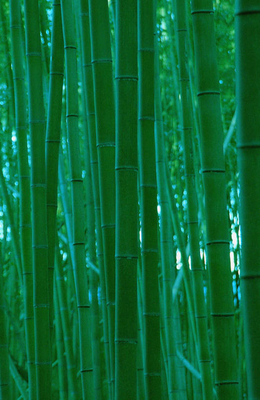 无人,竖图,室外,白天,正面,美景,森林,树林,植物,阴影,光线,影子,景观,树,树木,绿色,阳光,自然,景色,生长,成长,自然风光,彩图