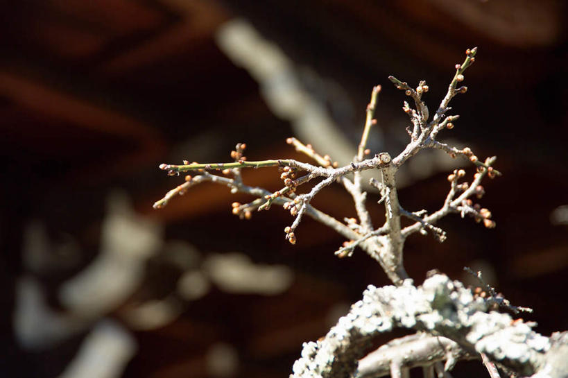 无人,横图,室外,特写,白天,正面,雪,植物,大雪,阴影,朦胧,模糊,光线,影子,积雪,雪景,冬季,冬天,梅花,枝条,树,树木,树枝,阳光,寒冷,高雅,坚强,严寒,虬枝,枝杈,梅,彩图
