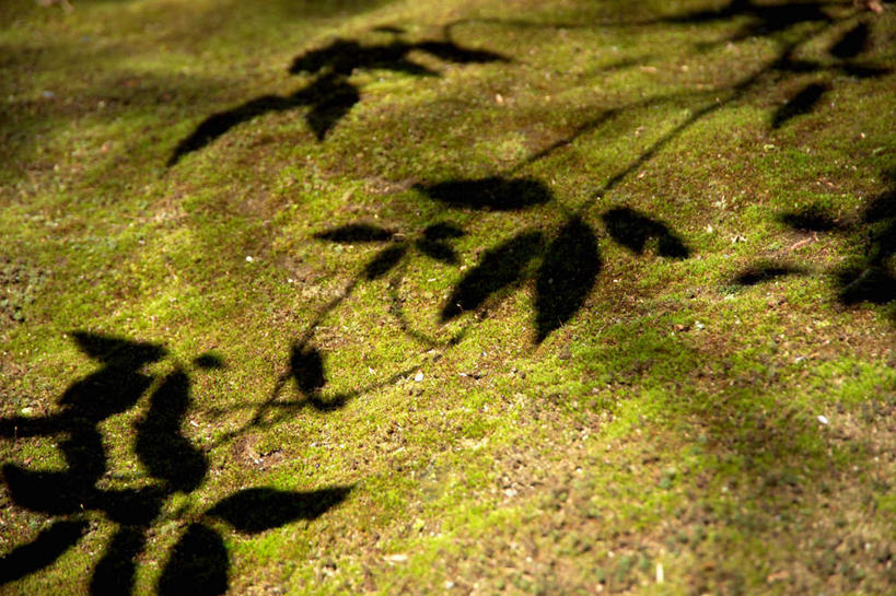 无人,横图,俯视,室外,特写,白天,草地,草坪,植物,叶子,阴影,光线,影子,绿叶,草,绿色,阳光,嫩叶,叶,叶片,彩图,高角度拍摄