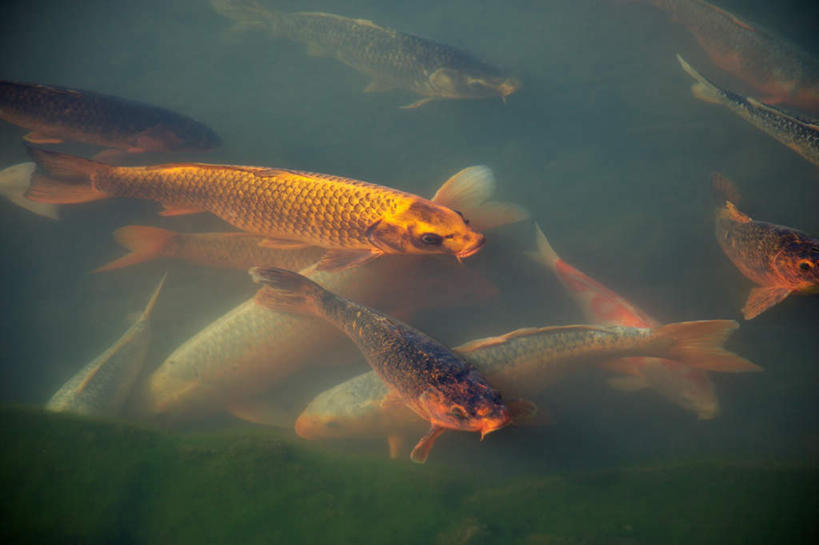 游泳,无人,横图,俯视,室外,白天,河流,水,锦鲤,鲤鱼,许多,波纹,鱼,河水,水流,涟漪,很多,注视,鱼类,倒影,水纹,波浪,观察,看,观看,察看,倒映,关注,水晕,观赏鱼,泅水,反照,拍浮,鲤子,鲤拐子,彩图,高角度拍摄,全身