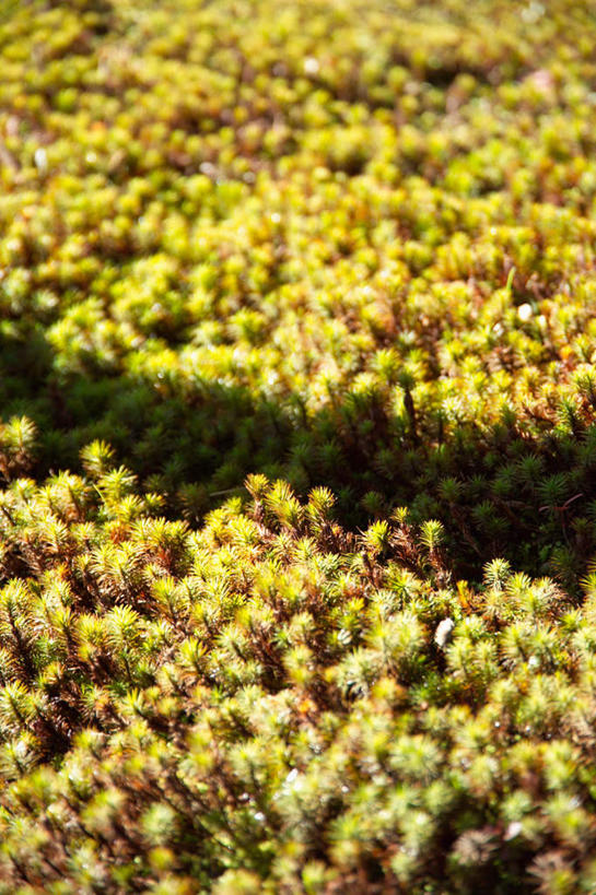 无人,竖图,俯视,室外,白天,植物,叶子,许多,阴影,光线,盆栽,影子,绿叶,盆景,很多,黄色,绿色,阳光,自然,嫩叶,生长,成长,叶,叶片,彩图,高角度拍摄